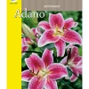 Blomsterløg assorterede varianter