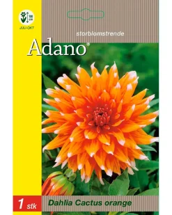 Blomsterløg assorterede varianter