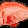Hundelegetøj Fisk