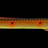 Kinetic Tobias Inline 18 g - Black/copper