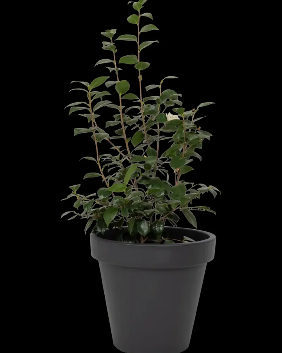 Plantekrukke antracitgrå Ø48 cm
