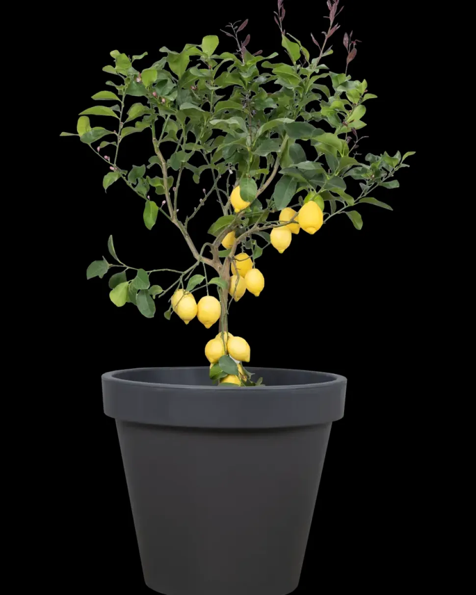 Plantekrukke antracitgrå - Ø80 cm