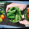 Weibulls Økologisk plantesæk 40 L